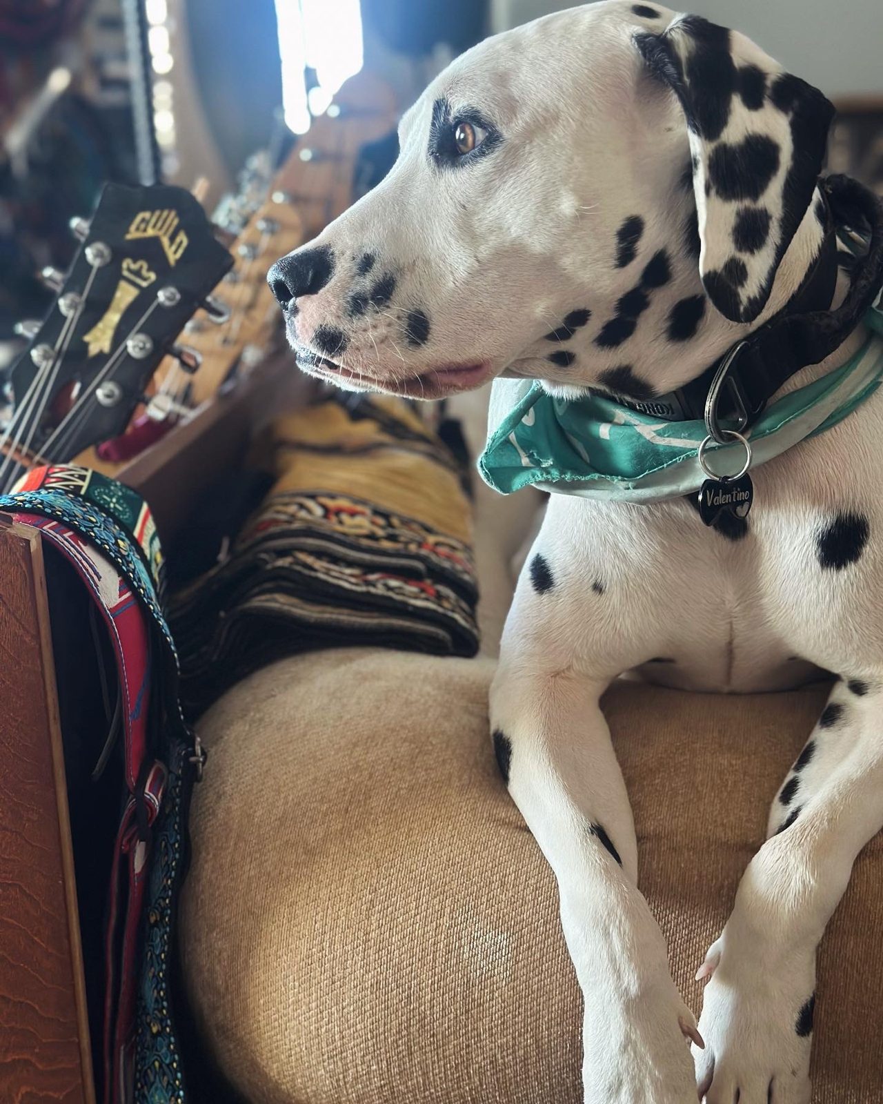 Valentino the dalmatian in a green bandana at The Dome Collective — model behavior for merch